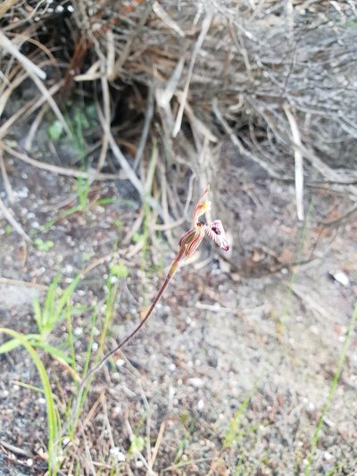 Caladenia cairnsiana, photographed by Em Lamond