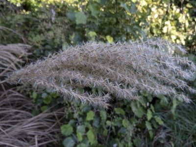 Miscanthus nepalensis, photographed by Sebastian Doak