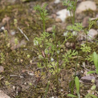 Daucus glochidiatus, photographed by Kym Nicolson