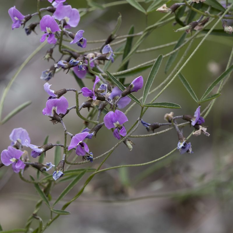 Glycine rubiginosa, photographed by Kym Nicolson