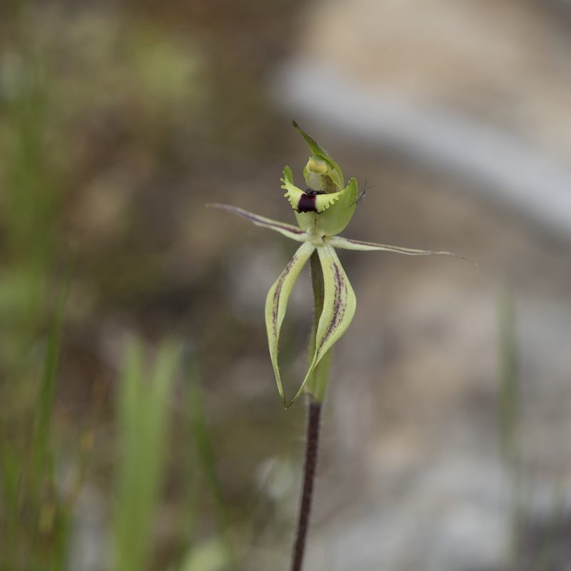 Caladenia toxochila, photographed by Kym Nicolson