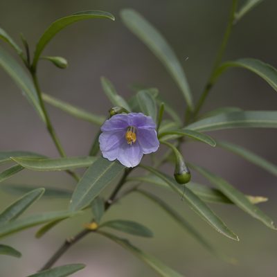 Solanum simile, photographed by Kym Nicolson