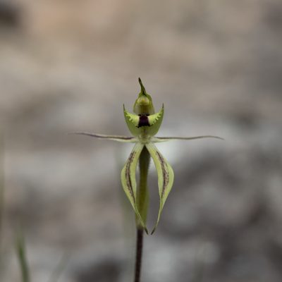 Caladenia toxochila, photographed by Kym Nicolson