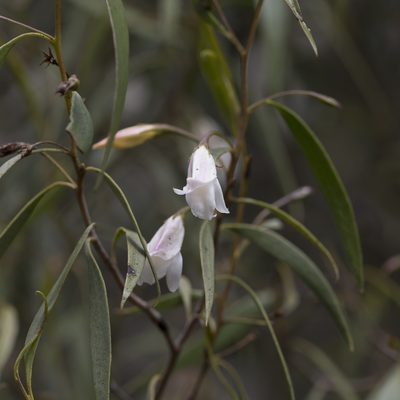 Eremophila santalina, photographed by Kym Nicolson