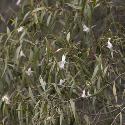 Eremophila santalina, photographed by Kym Nicolson