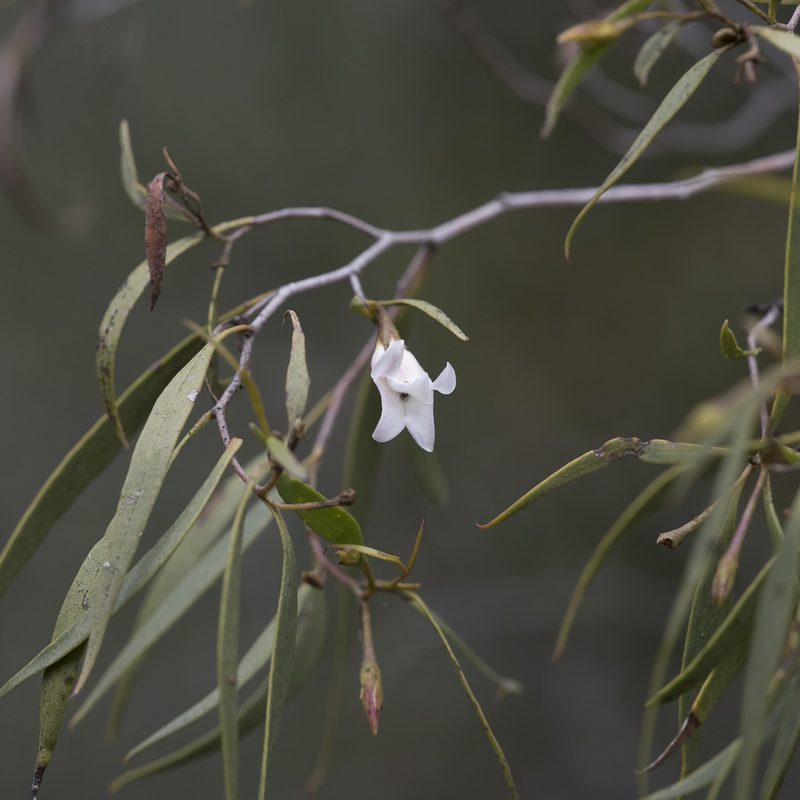 Eremophila santalina, photographed by Kym Nicolson