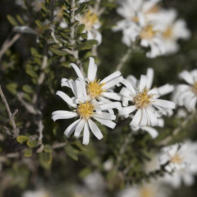 Olearia pimeleoides, photographed by Kym Nicolson