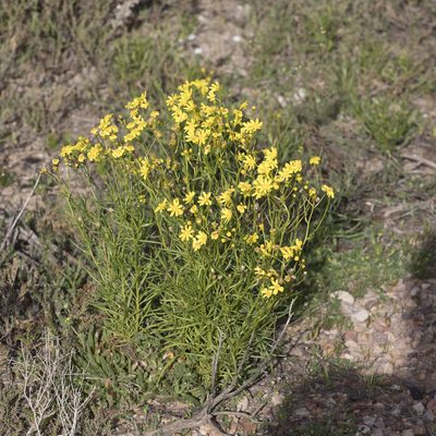 Senecio spanomerus, photographed by Kym Nicolson