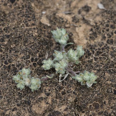 Actinobole uliginosum, photographed by Kym Nicolson