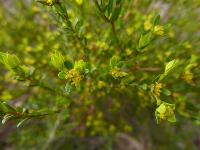 Pimelea hewardiana, photographed by Kiri Bee