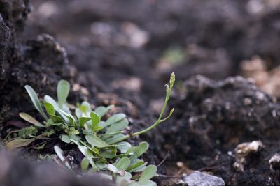 Limonium sinense, photographed by Licheng Shih