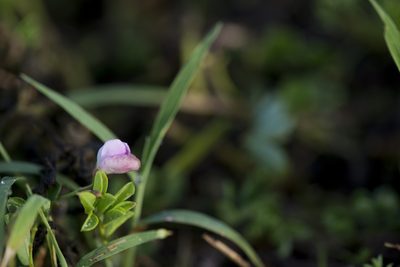 Tephrosia obovata, photographed by Licheng Shih