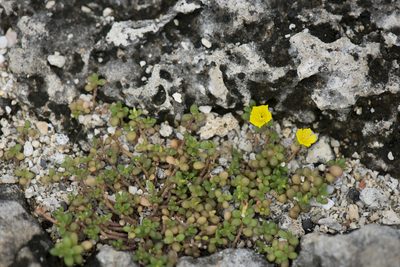 Portulaca psammotropha, photographed by Licheng Shih