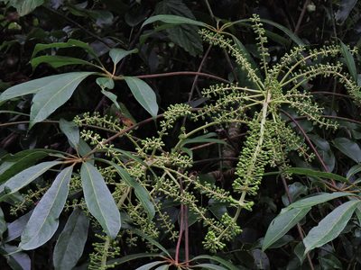 Heptapleurum taiwanianum, photographed by Jacy Chen