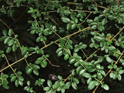 Ligustrum morrisonense, photographed by Jacy Chen