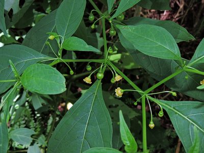 Tubocapsicum anomalum, photographed by Jacy Chen