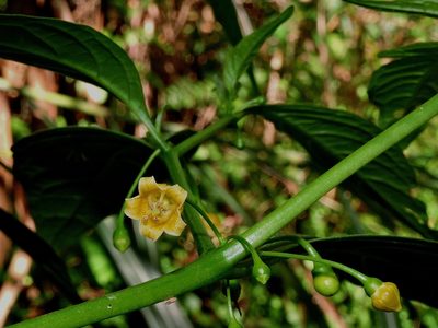 Tubocapsicum anomalum, photographed by Jacy Chen