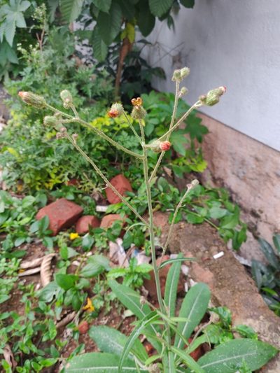 Sonchus wightianus, photographed by Siddarth Machado