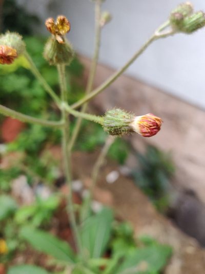 Sonchus wightianus, photographed by Siddarth Machado
