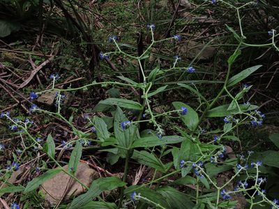 Cynoglossum zeylanicum, photographed by Jacy Chen