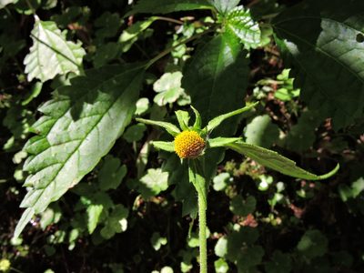 Carpesium nepalense, photographed by Jacy Chen