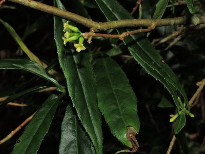 Daphne arisanensis, photographed by Jacy Chen