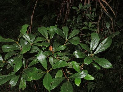 Actinodaphne mushaensis, photographed by Jacy Chen