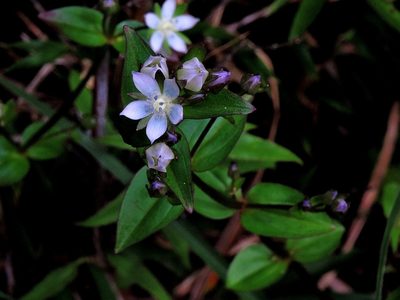 Swertia macrosperma, photographed by Jacy Chen
