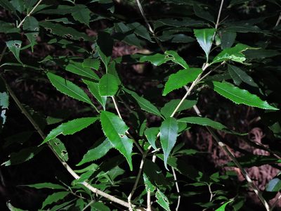 Osmanthus lanceolatus, photographed by Jacy Chen