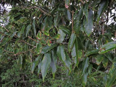 Quercus stenophylloides, photographed by Jacy Chen