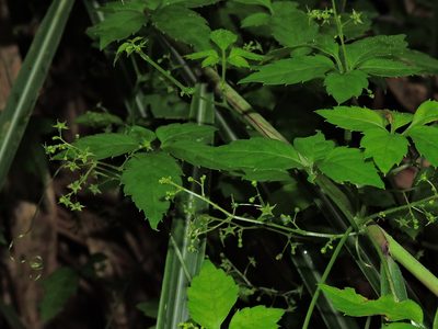Gynostemma pentaphyllum, photographed by Jacy Chen