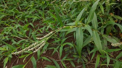 Persicaria barbata, photographed by Cheng-Te Hsu