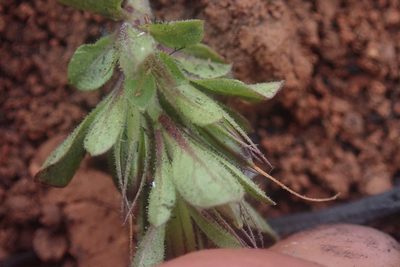 Dyschoriste setigera, photographed by Jimmy Whatmore