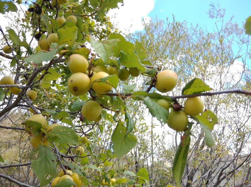 Prunus brigantina, photographed by Ben Costamagna