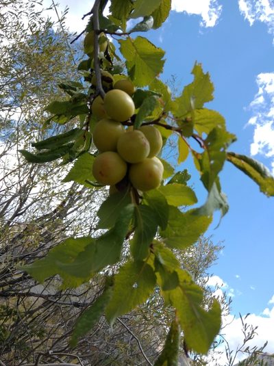 Prunus brigantina, photographed by Ben Costamagna
