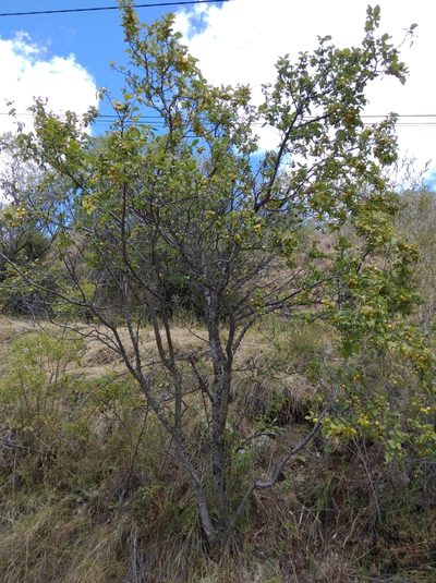 Prunus brigantina, photographed by Ben Costamagna
