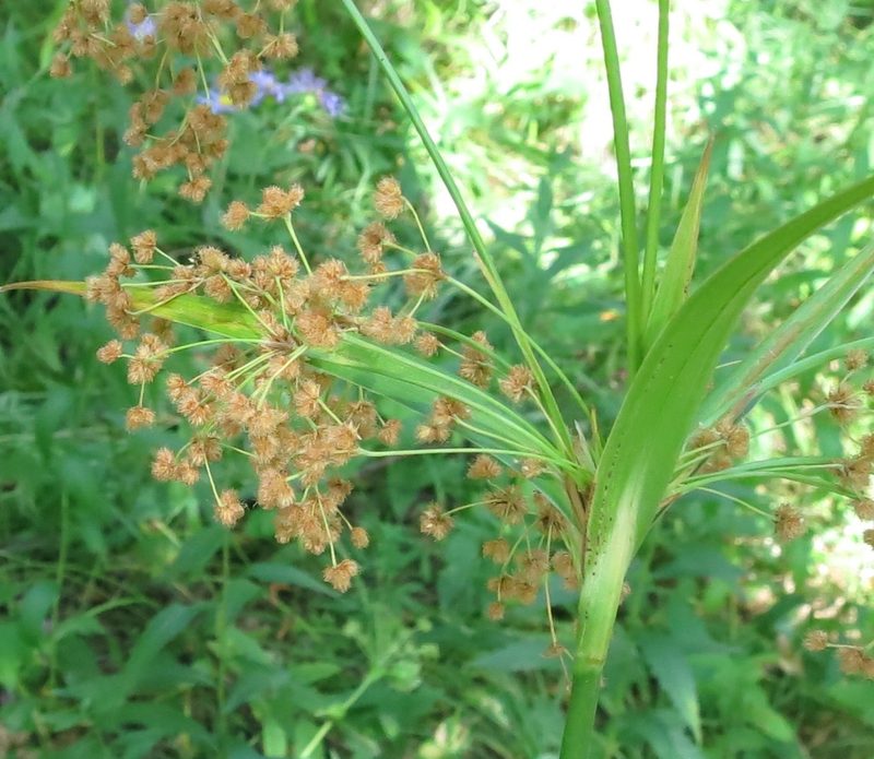 Scirpus lushanensis, photographed by Repina Tatyana