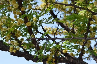Vachellia robusta, photographed by Hildegard Klein