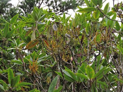 Korthalsella japonica, photographed by Jacy Chen