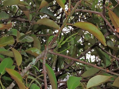 Korthalsella japonica, photographed by Jacy Chen