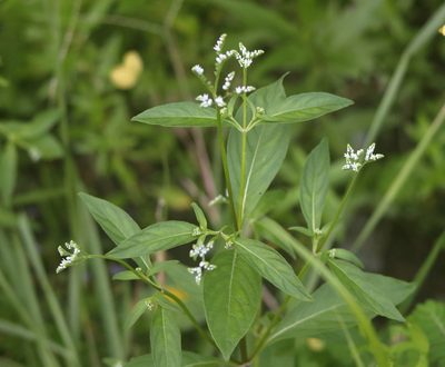 Mitreola petiolata, photographed by Lauren McLaurin