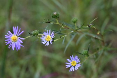 Eurybia paludosa, photographed by Lauren McLaurin