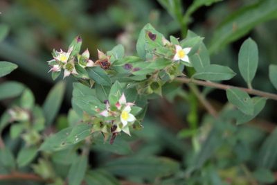 Ludwigia pilosa, photographed by Lauren McLaurin