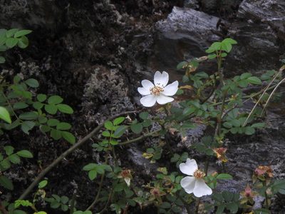 Rosa transmorrisonensis, photographed by Jacy Chen