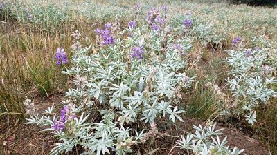 Lupinus obtusilobus, photographed by Rupert Clayton