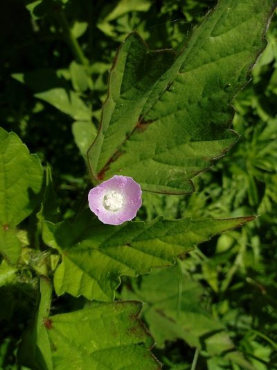 Anoda acerifolia, photographed by Juan Antonino Sandoval