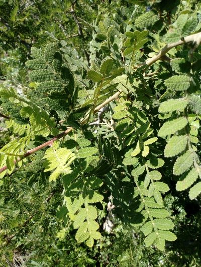 Bursera copallifera, photographed by Juan Antonino Sandoval