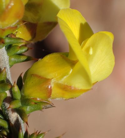 Aspalathus aciphylla, photographed by Nicola van Berkel