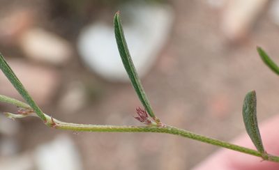 Indigofera leptocarpa, photographed by Nicola van Berkel