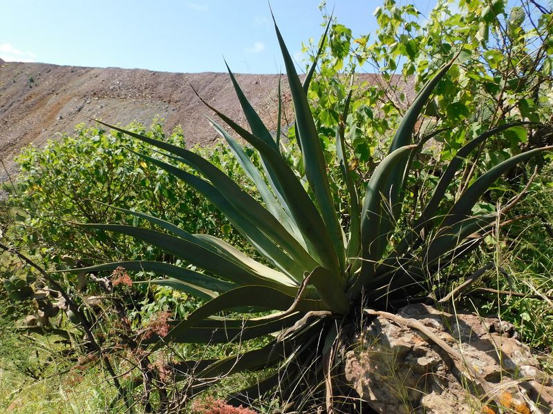 Agave vilmoriniana, photographed by Jonathan Rodriguez